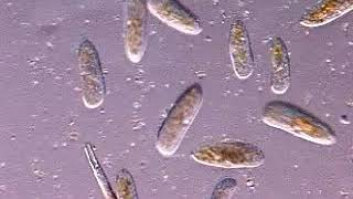 Paramecium movement [upl. by Rolat]