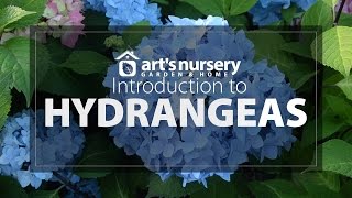 Introduction To Hydrangeas  Arts Nursery [upl. by Yerga]