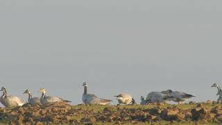 Bar Headed Goose Or Pattakadamb at Veer Dam pune birds birdwatching [upl. by Akialam]