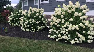 Plant Review Hydrangea paniculata Limelight [upl. by Amsaj946]