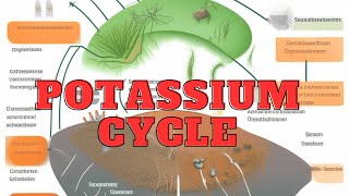 Cracking the Potassium Cycle Exploring Essential Nutrient Dynamics [upl. by Emirak]