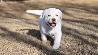 Summer Sunshine Labrador Puppies Charlie Brown amp Lucy Explore Outside for the First Time puppy [upl. by Imorej49]