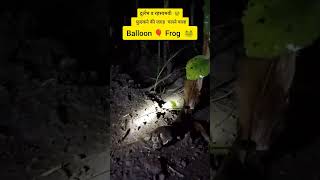 Rare And elusive Balloon Frog 🐸 frog wildlife nature balloon rajasthan mewar [upl. by Tigdirb]