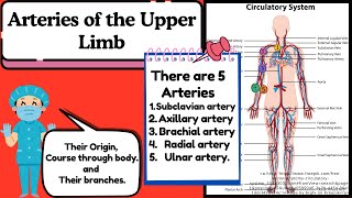 Arteries of the Upper Limb Explained Easy  Anatomy of Upper Limb by Novice Medic [upl. by Karil]