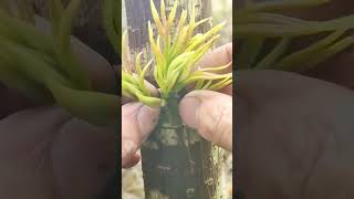 How to grafting grafting gardening [upl. by Leoj]