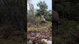 Increíble registro de bebé huemul en Caleta Tortel Chile 🇨🇱🦌🌳 [upl. by Rooke309]