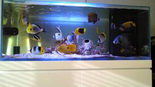 fish only saltwater aquarium 120 gallon [upl. by Demaria177]