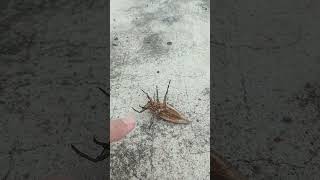 БЕЛОСТОМА ГИГАНТСКИЙ ВОДЯНОЙ КЛОП BELOSTOMY GIANT WATER BUG shorts insects nature thailand [upl. by Corette]