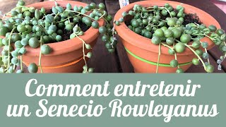 🌵 SENECIO ROWLEYANUS  Mes conseils dentretien  PLANTE SUCCULENTE PLANTE D’INTÉRIEUR [upl. by Lekkim247]