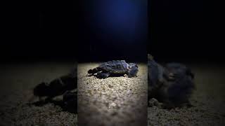 The Incredible Journey of Hawksbill Turtle Hatchlings  Ocean’s New Beginnings [upl. by Esiuqram58]