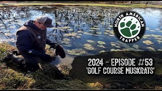 Golf Course Muskrat Trapping  2024 EPISODE 53  North American Trapper [upl. by Ekeiram]