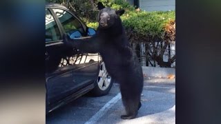 Bear Opens Car Door by Itself [upl. by Atig923]