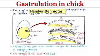 Gastrulation in chick  Handwritten notes [upl. by Rettig102]