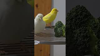 Canaries and goldianfinch fypシ゚viral birds mustwatchnow shortvideos everyonemustwatch fyp [upl. by Neumark700]