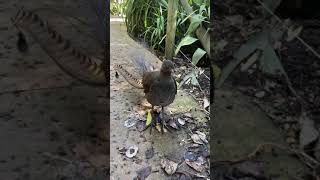 Lyrebird Australia Imitating other birds construction humans [upl. by Nagek]