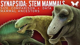 SYNAPSIDS StemMammals Size comparison and data Paleoart [upl. by Imhsar]