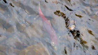 A LONE FISH  Salmon  Babine River  BC 🇨🇦 [upl. by Inatsed]