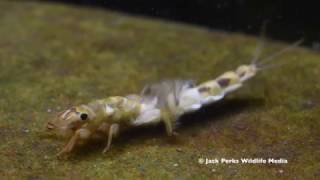 Mayfly Nyphm Stonefly Larvae Caddisfly Larvae Underwater [upl. by Smoot69]