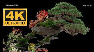 SHARP DEMO 4K HDR 60FPS BONSAI [upl. by Yboj]