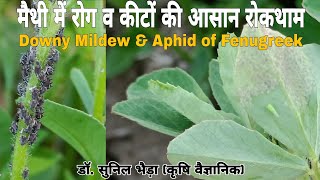 Fenugreek Downy Mildew Disease Symptoms and Control  Fenugreek Aphid Control  मैथी में कीट व रोग [upl. by Barnet36]