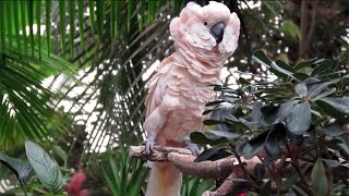 Moluccan Cockatoo Puffing Out its Feathers [upl. by Suillenroc]