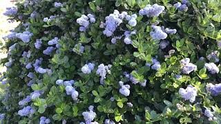 Ceanothus Thyrsiflorus  Yankee Point [upl. by Palumbo]