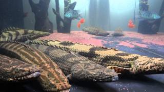 ポリプテルス・エンドリケリーpolypterus endlicheri [upl. by Antebi]