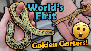 WE BRED A NEW MORPH OF GARTER SNAKE [upl. by Llerrah]