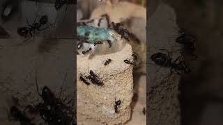 Camponotus Pennsylvanicus Feeding ants antkeeping camponotus [upl. by Einnus]