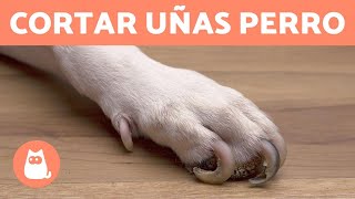 ¿Cómo cortar las uñas de tu perro en casa 🐶 PASO A PASO CON TRUCOS [upl. by Gan167]