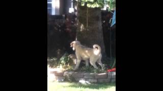 Labradoodle pays the price playing with a squirrel [upl. by Beau]