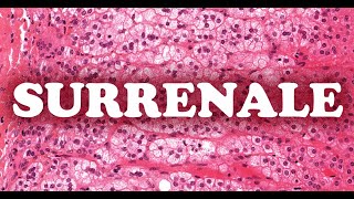 LA SURRENALE La corticosurrenale  HISTOLOGIE [upl. by Gnilyarg]