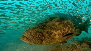 Goliath Grouper Yes they are bigger than me [upl. by Aiuqet646]