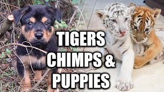 Puppies Meet Tiger Cubs For The First Time  Myrtle Beach Safari [upl. by Isia120]