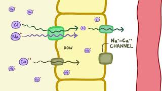 Distal convoluted tubules [upl. by Audwen]