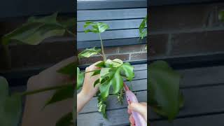 Propagating Variegated Rhaphidophora Tetrasperma indoorplants propagation rareplants [upl. by Vashti]