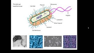 BTEC Applied Science Unit 1 Biology Prokaryotes [upl. by Yrrat]