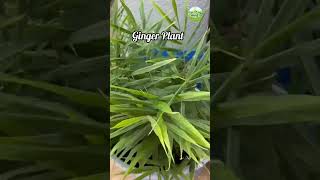 अदरक का पौधा  Ginger Plant  shortsvideo gingerplant azmiagriculture [upl. by Semmes]