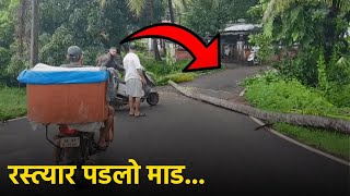 Coconut Tree Falls in DeussuaChinchinim Disrupts Traffic  GOA365 TV [upl. by Arri]