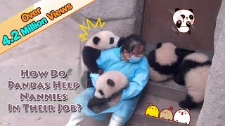 How Do Pandas Help Nannies In Their Jobs  iPanda [upl. by Anaerol]