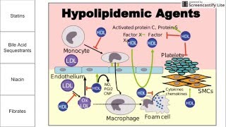 Hypolipidemic Agents [upl. by Debbi]