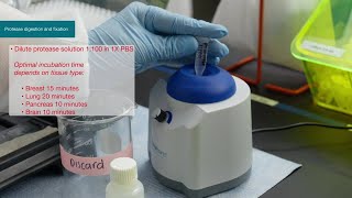 How to Invitrogen ViewRNA Tissue Fluorescence Assay Protocol [upl. by Carrelli]