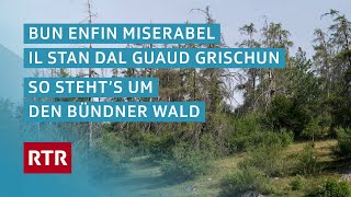 Bun enfin miserabel I So gehts dem Bündner Wald I Cuntrasts I Doku I RTR Films [upl. by Konopka]