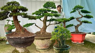 Xuyên bonsai 276 0985860647 chào bán cây Tùng đủ loại Khế Chua Si Hồng Cóc Thái [upl. by Sparky]