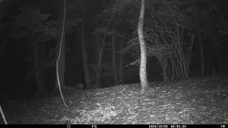 Wild Boars Sus scrofa at Woodland Clearing in Chestnut Forest  Alps Conifer and Mixed Forests [upl. by Ecirtnuahs]