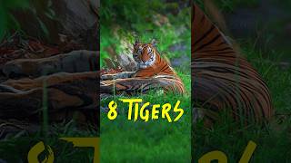 8 Tigers in 1 safari  Bandhavgarh shorts walkintothewild tiger trending wildlife [upl. by Elehcim462]