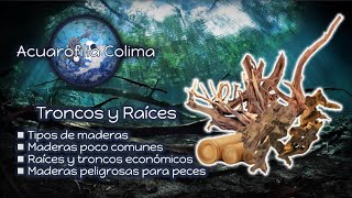 RAÍCES y TRONCOS 🪵 tipos de MADERAS APTAS para tu ACUARIO 🧐🐟 [upl. by Ailil807]