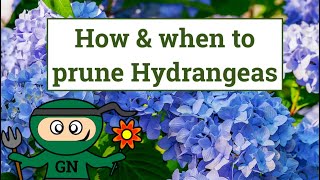 How and when to prune Hydrangeas [upl. by Edaj250]