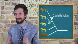 How to Read Phylogenetic Trees Cladograms  Very Clear Explanation [upl. by Ode]