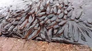 Catfish Thiruvachira Sree Krishna Temple [upl. by Anailuig]